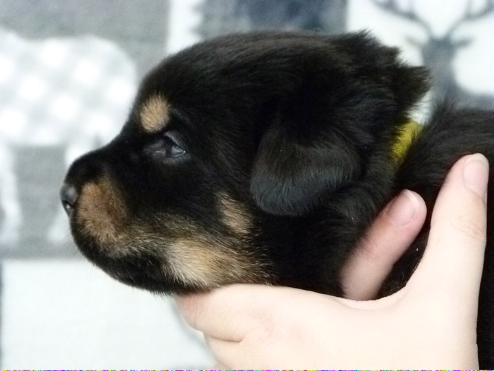 chinook puppy